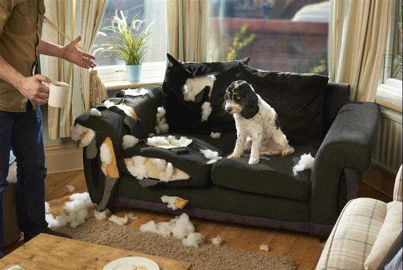 Mans best friend destroys couch