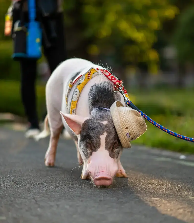 pig with hat on